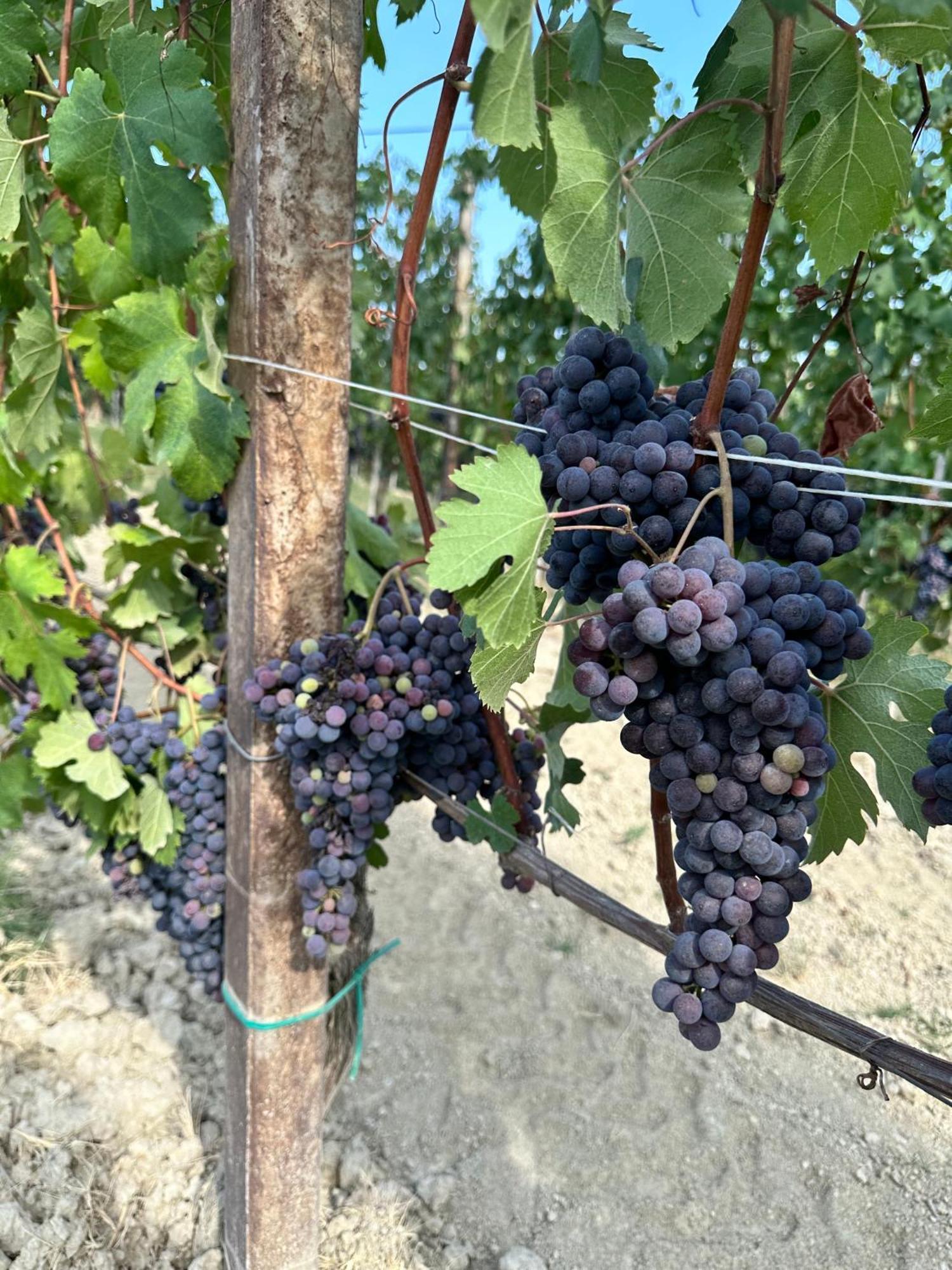 Just Langhe Casa Barolo Villa Novello Eksteriør bilde